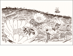 令和7年 二黒土星 年運挿絵